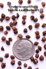 Image result for Clutia sessilifolia