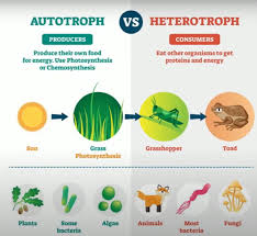 Animals that eat only plants are called herbivores animals that eat only other animals are called carnivores animals that eat both plants and animals are called omnivores directions: Food Chain In An Ecosystem Moomoomath And Science