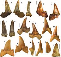 Check spelling or type a new query. Representatives Of The Lamniformes And Odontaspididae From Dzheroy 3 Download Scientific Diagram