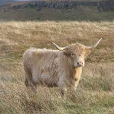 Highland Cattle Facts Diet Habitat Pictures On Animalia Bio