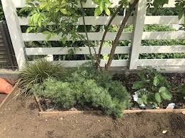 1年ほど前に施工したお庭の様子見に伺いました 高台になっていて 風通しと日当たりがいい環境なので どの植物もとても状態良く育っていました 中でも 実験的に植えてみていたコーラプラントが セイヨウニワトコの足元でいい感じに育ってくれていました 葉を