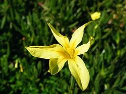 Image result for Moraea natalensis