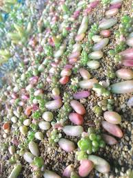 先祖返りしまくり 葉挿しの オーロラ 成長記録 Greensnap グリーンスナップ