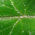 Image result for Blotiella glabra