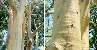 Image result for Ficus bubu