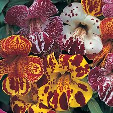 Image result for Mimulus