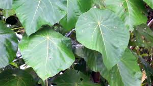 We did not find results for: Pokok Ketapang Wikiwand