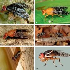 Image result for Crotalaria longithyrsa