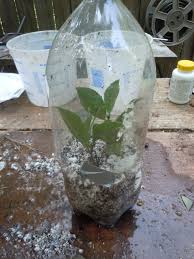 Put Top Onto Rooting Chamber And Secure With Tape Camellia Plant Shrubs Propagating Plants