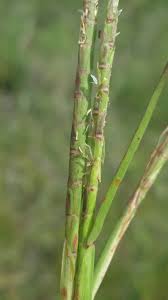 Image result for Hemarthria