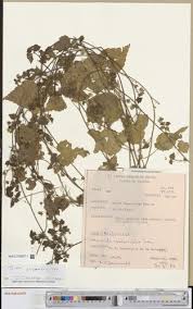 Image result for Sida javensis