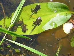 20 Squish Ideas Bullfrog Frog Frog And Toad