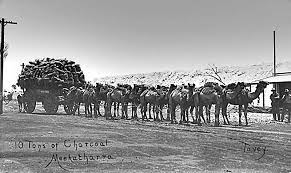 A camel is a horse designed by committee, and the m.t.a. Australian Camels Old Historic Photos Work In Australia Photo Western Australia