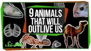 Actually, they have a lifespan or 40 years , and even managing to. These 9 Animals Will Outlive Humanity And You Will Be Surprised To See Who They Are