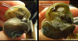 Unlike mystery snails, nerite snails do not change gender over time. So Invite Sure This Topic Has Been Asked Often But Help Sexing Mystery Snail Aquariacentral Com
