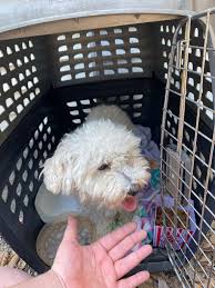 Lost dog found in Hendersonville, TN, near Hunts Lane