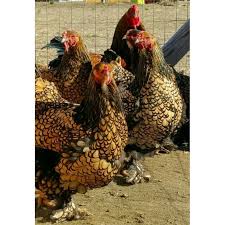 Sedangkan jenis ayam hias ada ayam cemani, ayam hutan, ayam poland dan masih banyak lainnya. Beli Telur Ayam Hias Brahma Gold Laced Untuk Di Tetaskan Seetracker Indonesia