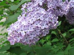 How To Eat Lilacs And Other Ways To Use Them Edible Flowers Edible Flowers Recipes Flower Food
