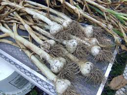 How do i know garlic bulbs are ready to dig? Growing Garlic Planting And Caring For The Garlic Plant Hgtv