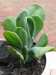 Kalanchoe Luciae Oricula World Of Succulents Succulents Plants Succulents Garden