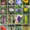 A manual for identification of trees by their leaves (eastern us) (nature study guides) may theilgaard watts. 3
