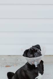 Plus, care pet clinic was the only vet in columbus who could figure out why my dog was so itchy all the time. 5 Best Pet Care Centers In Columbus