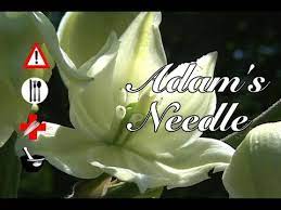 Adam S Needle Edible Medicinal Cautions Other Uses Youtube