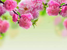 Găsește imagini cu imagini de fundal. Free Download Best 32 Flori Wallpaper On Hipwallpaper Poze Flori Frumoase 1600x1200 For Your Desktop Mobile Tablet Explore 47 Flori Wallpaper Flori Wallpaper