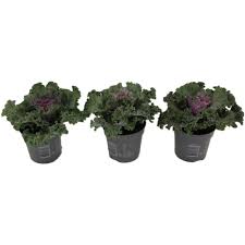 Image result for kadeřávek