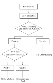 Flow Chart Of Pcr Method For Detection Of Gmo In Foods