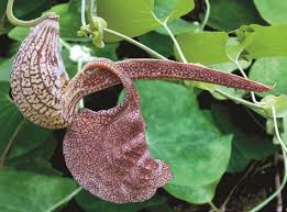 Image result for Aristolochia