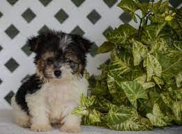 Benji Havanese Puppy For Sale In Millersburg Oh Buckeye Puppies Havanese Puppies For Sale Puppies For Sale Havanese Puppies