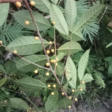 Image result for Ficus oreodryadum