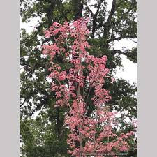 Image result for Toona