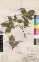 Image result for Croton polytrichus