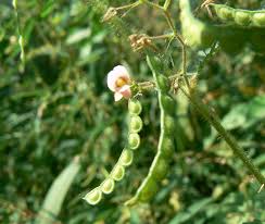 Image result for Aeschynomene leptophylla