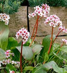 However, as noted below some begonia varieties might tolerate more sun than others. Bergenia Better Homes Gardens
