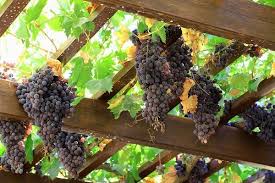 Der frühsommer ist eine gute zeit, um den wein zu beschneiden. Weinreben Schneiden Wann Wein Schneiden Eine Vollstandige Anleitung