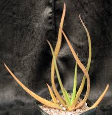 Image result for Aloe cryptopoda