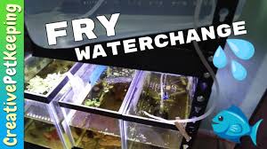 How I Do A Water Change In The Fry Tank One Month Old Baby Betta Fish Youtube In 2020 Baby Betta Fish One Month Old Baby Betta Fish