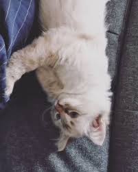 good morning my dear its cloudy and raining today ragdoll kitten plush pet bed cats