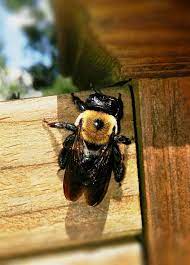 Female carpenter bees can sting, but will only do so when seriously threatened. Should You Worry About Carpenter Bees Raleigh Pest Control