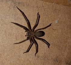 Michigan spiders including the brown recluse and the black widow. Brown Recluse Sightings On The Rise In Michigan Creature Control