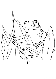 Each printable highlights a word that starts. Red Eye Tree Frog Coloring Pages Coloring4free Coloring4free Com