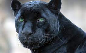 In the former animal kingdom show, journey into the jungle book, bagheera was featured as the narrator and supporting character, living out his role in the original film. Panthers Jungle Book 3d Wiki Fandom