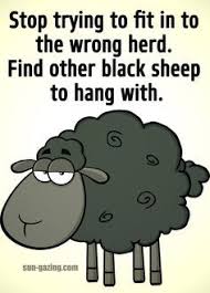 I Might Be The Black Sheep Of The Family Image Result For Black Sheep Of The Family Quotes Family Quotes Funny Black Sheep Quotes Family Quotes