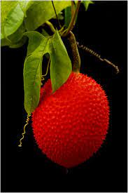 Siam Natural Herbal Supplements Beauty Fitness Libido Boosters Regenerative Kwao Krua Kao Paradisemoon Radio 100 Mobile Herbalism Fruit Natural Herbs
