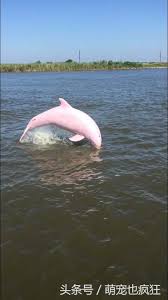 56829 12 3 4 5 6 7 8 9 10. å¯¦æ‹ ç²‰è‰²çš„æµ·è±š æ²'æƒ³åˆ°ä¸–ç•Œä¸Šé‚„æœ‰é€™ç¨®ç¥žå¥‡çš„ç‰©ç¨® æ¯æ—¥é ­æ¢