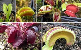 The Venus Flytrap A Complete Guide To Growing Dionaea