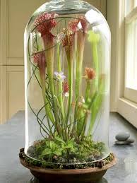 Plant A Beautiful Terrarium Beautiful Terrariums Plants Terrarium Plants